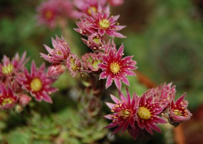 Sempervivum Dachwurz Hauswurz